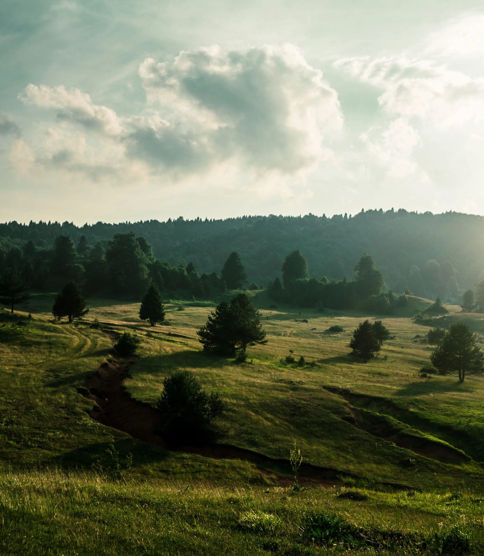 Green rolling meadow with scattered pine trees and distant wooded hills